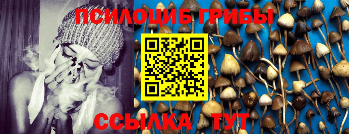 Псилоцибиновые грибы Psilocybine cubensis Лысьва
